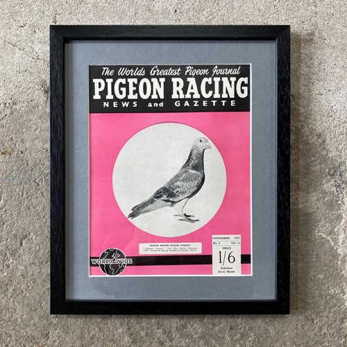 Vintage racing pigeon print - 'Cosham Success'