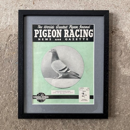 Vintage racing pigeon print - 'Flash'