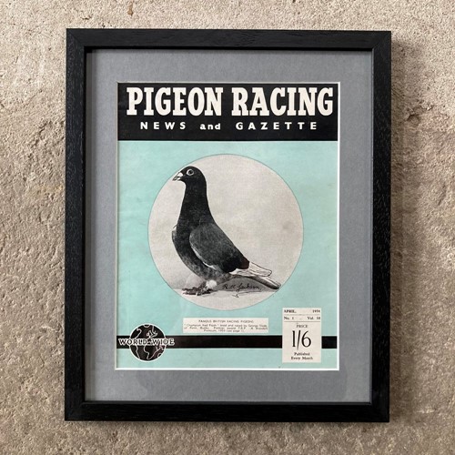 Vintage racing pigeon print - 'Champion Red Flash'