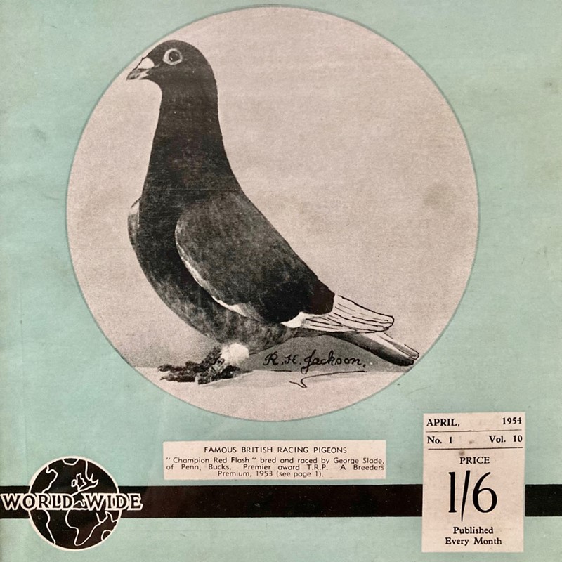 Vintage racing pigeon print - 'Champion Red Flash'-marc-kitchen-smith-ks7720f-img-4843-1000pxjpeg-main-638054028307477684.jpg