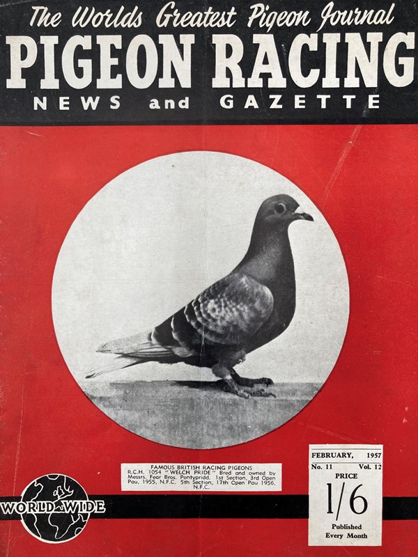 Vintage racing pigeon print - 'Welch Pride'-marc-kitchen-smith-ks7720g-img-4277-1000pxjpeg-main-638054028923565081.jpg