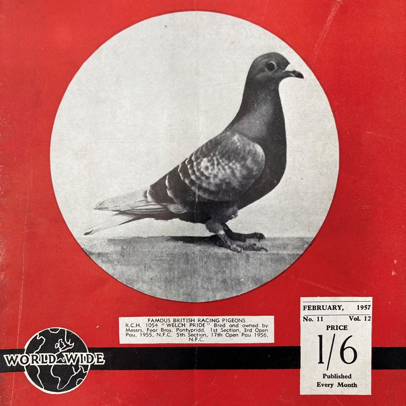 Vintage racing pigeon print - 'Welch Pride'-marc-kitchen-smith-ks7720g-img-4278-1000pxjpeg-main-638054028930595156.jpg
