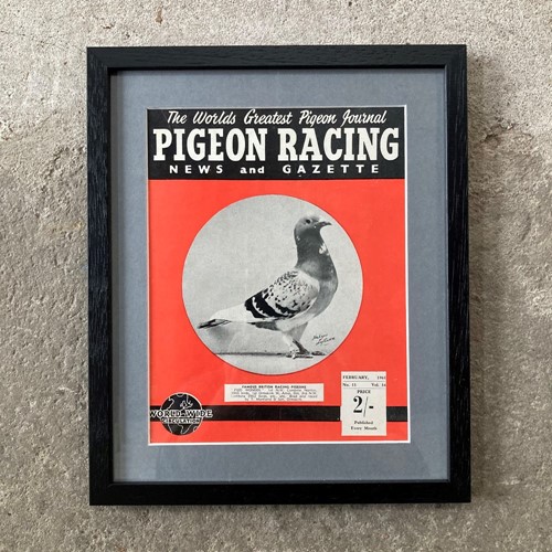 Vintage Racing Pigeon Print - 'Pied Wonder'