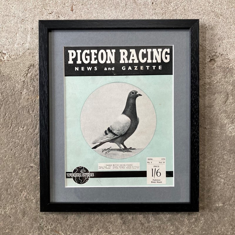 Vintage racing pigeon print - 'Scawby Releance'-marc-kitchen-smith-ks7720i-img-4563-1000pxjpeg-main-638054032214451869.jpg
