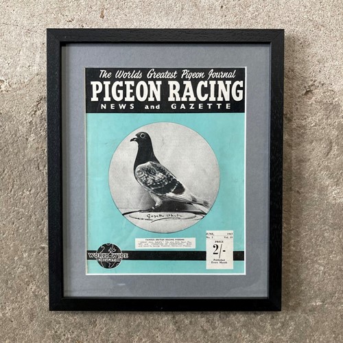 Vintage Racing Pigeon Print - 'Great Hill Dawn'