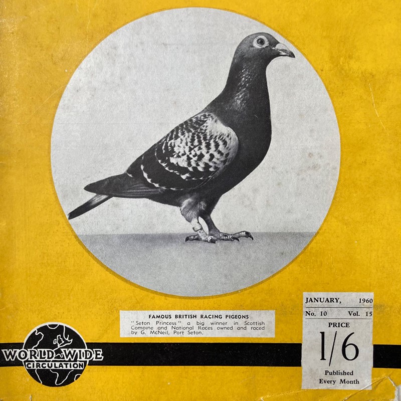 Vintage Racing Pigeon Print - 'Seton Princess'-marc-kitchen-smith-ks7720l-img-4312-1000pxjpeg-main-638054034882073141.jpg