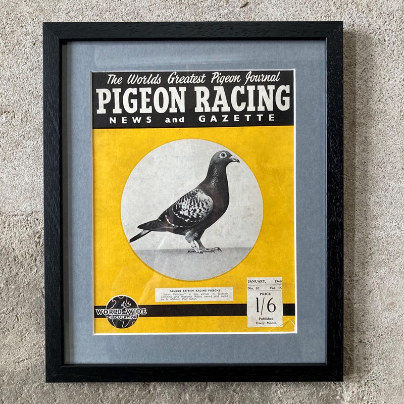Vintage Racing Pigeon Print - 'Seton Princess'-marc-kitchen-smith-ks7720l-img-4537-1000pxjpeg-main-638054034784417916.jpg