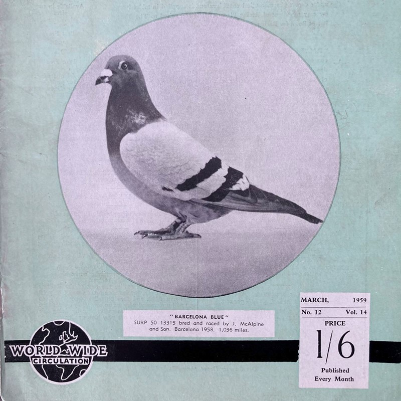 Vintage racing pigeon print - 'Barcelona Blue'-marc-kitchen-smith-ks7720m-img-4286-1000pxjpeg-main-638054035850654425.jpg