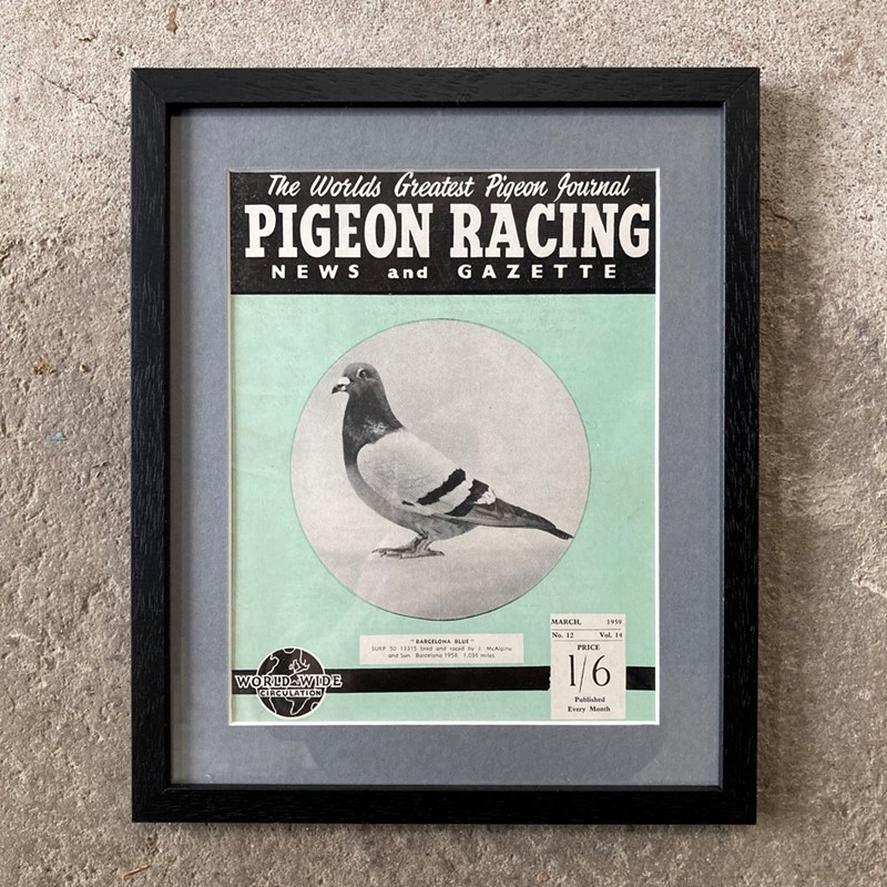 Vintage Racing Pigeon Print - 'Barcelona Blue'-marc-kitchen-smith-ks7720m-img-4542-1000pxjpeg-main-638054035752853133.jpg