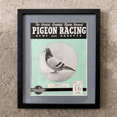 Vintage Racing Pigeon Print - 'Barcelona Blue'