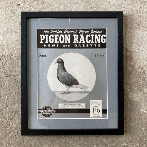 Vintage Racing Pigeon Print - 'The Swing Clear'