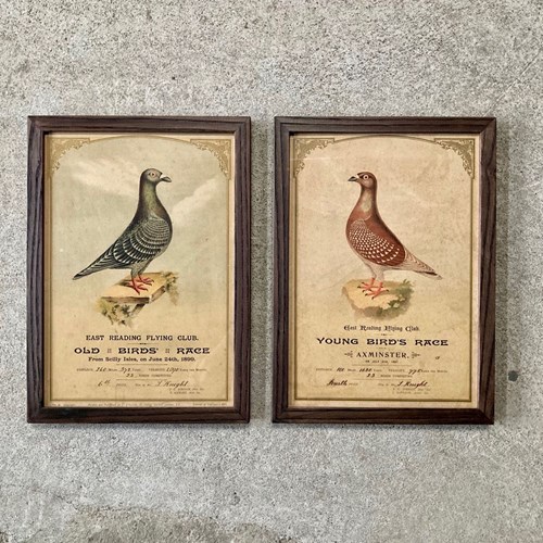 Victorian Racing Pigeon Award Prints (Pair)