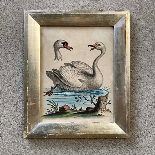 Antique Swan Print