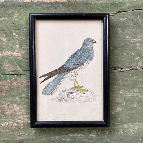 Montagu's Harrier Print