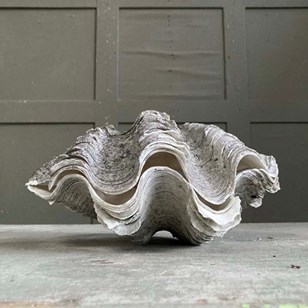 Antique Clam Shells