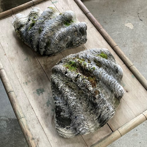 Two Large Antique Clam Shells