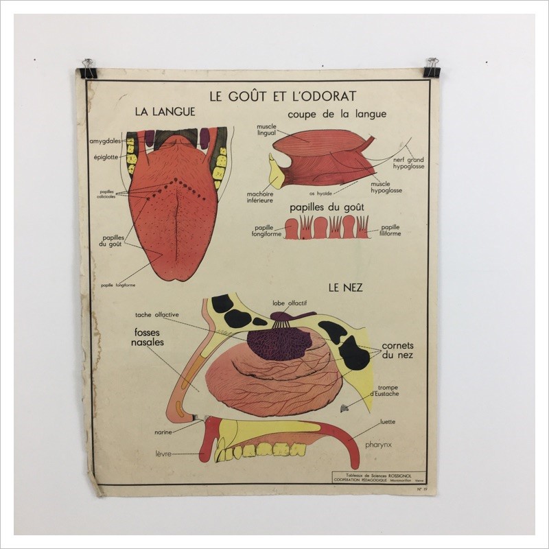 French School Anatomical Chart -mayfly-vintage-2f073ac3-d68d-4179-a6ed-367896a72dfa-1-105-c-main-637090797622396608.jpeg