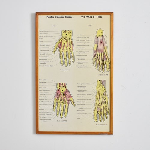Vintage French Anatomy Chart- Hand And Foot