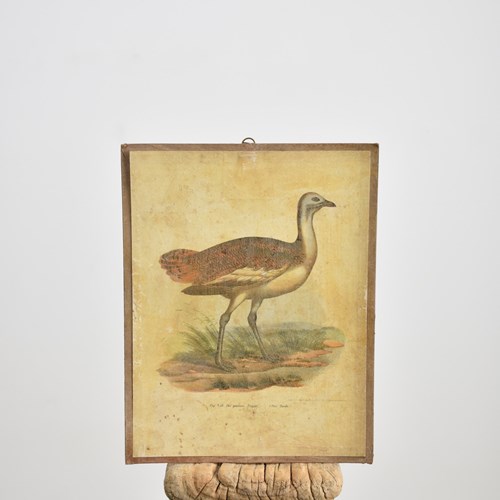 Antique Bird Poster- Great Bustard