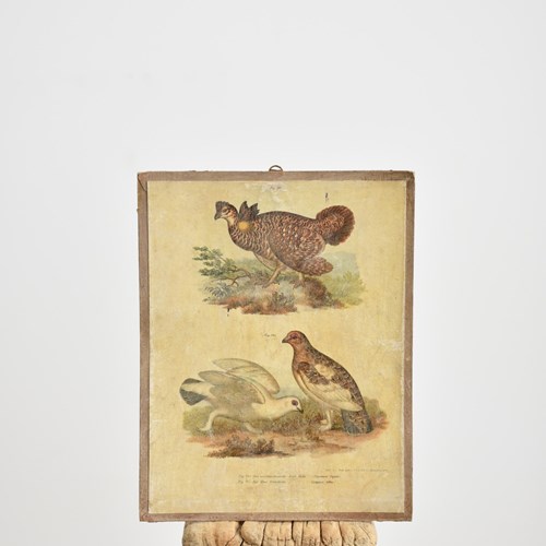 Antique Bird Poster- Grouse