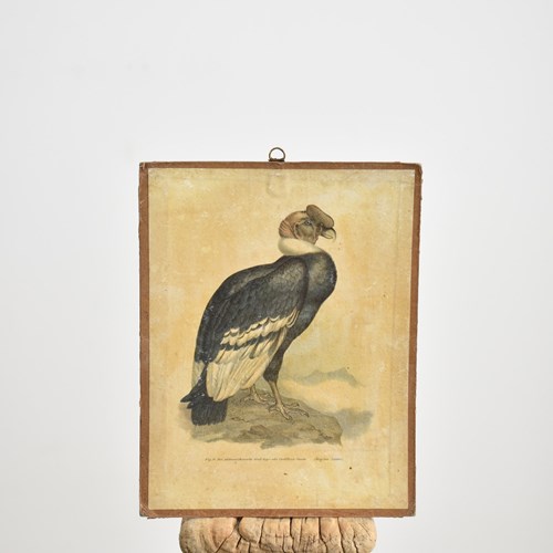 Antique Bird Poster- Condor