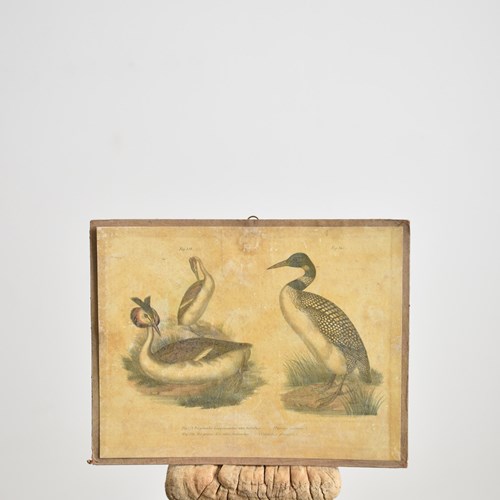 Antique Bird Poster- Great Crested Grebe