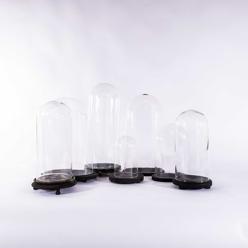 1940'S New Old Stock Taxidermy Domes