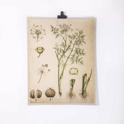 1930'S Educational Poster - Plant Life