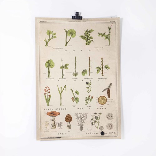  1930'S Educational Poster - Plant Life