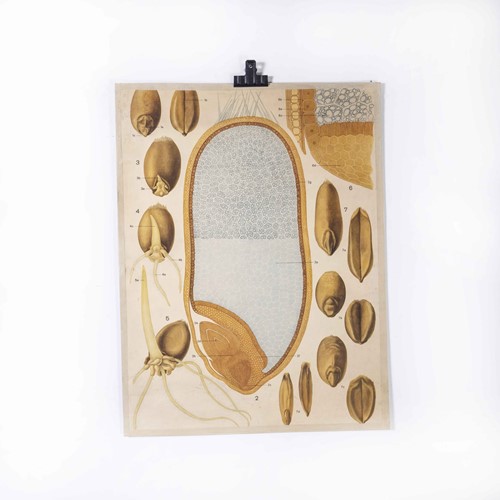 1950's Seed Educational Poster