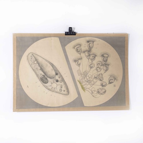 1950's Internal Plant Pod Educational Poster