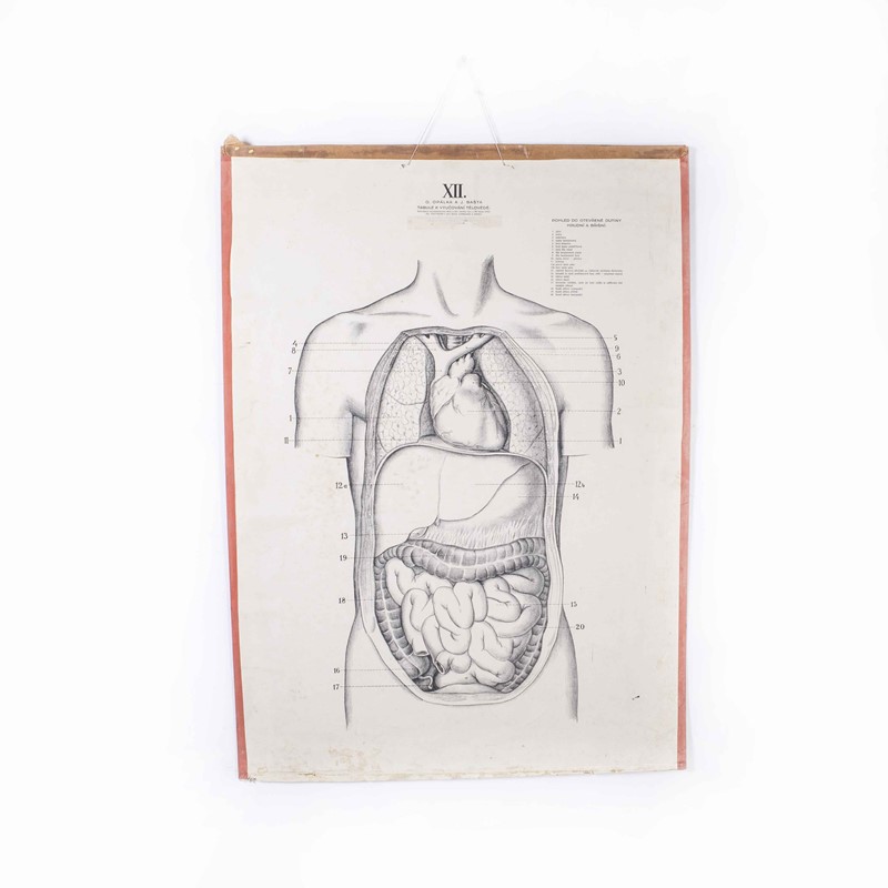 1930's Human Anatomy Educational Poster-merchant-found-17391y-main-638061714432466549.jpg