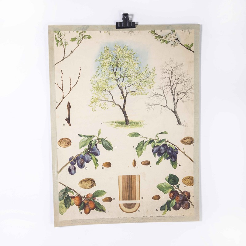 1950's Grape Tree Educational Poster-merchant-found-173924y-main-638061736374631200.jpg
