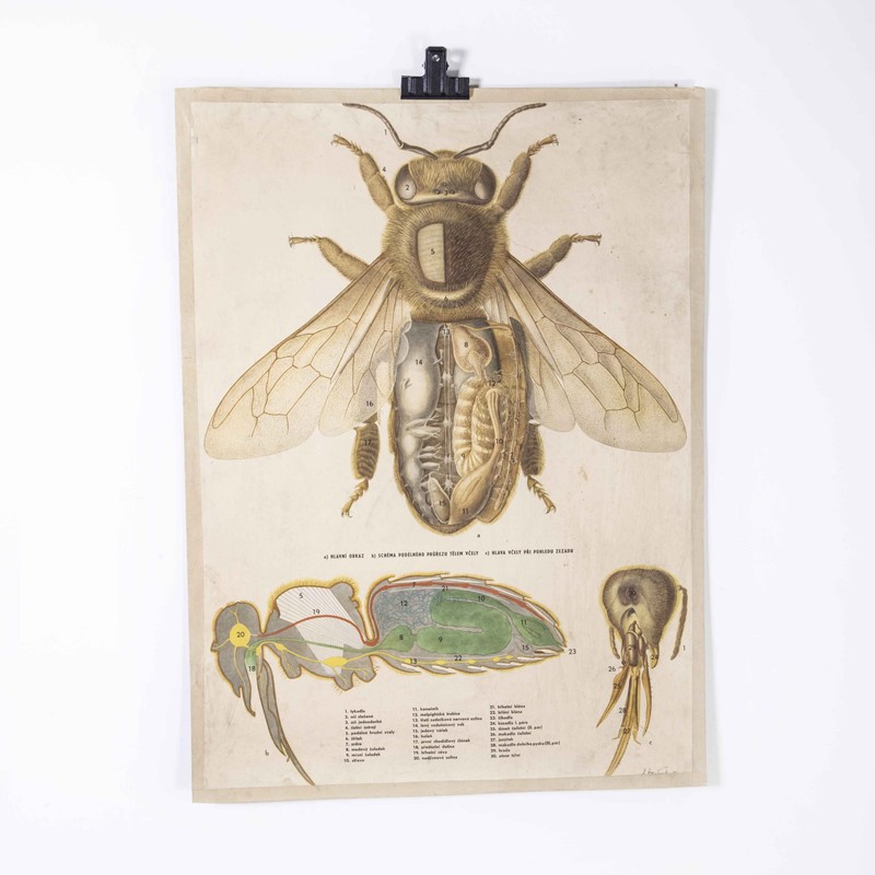 1950's Single Fly Anatomy Educational Poster-merchant-found-173925y-main-638061738844094404.jpg