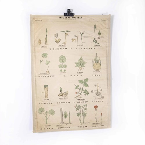 1920'S Flower Educational Poster
