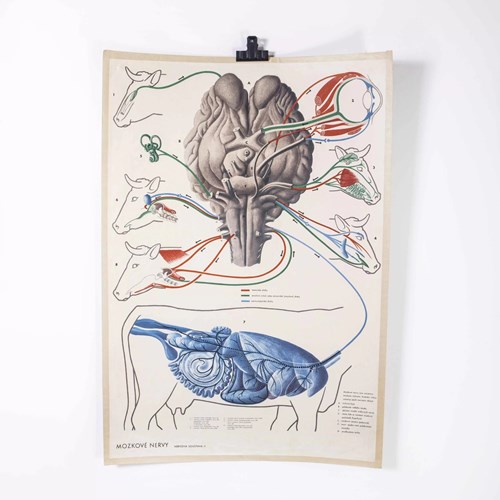 Early 20Th Century Cattle Neurology And Anatomy Educational Poster