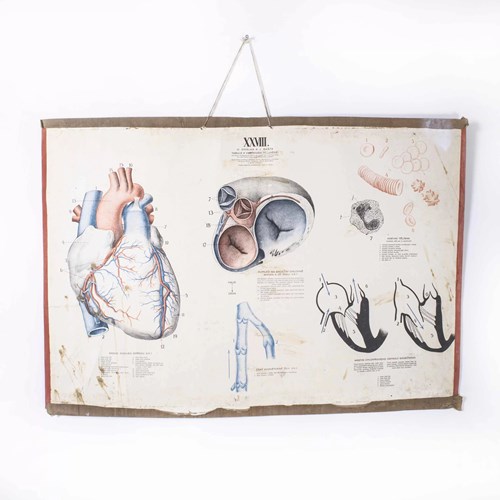 1930'S Human Heart Educational Poster