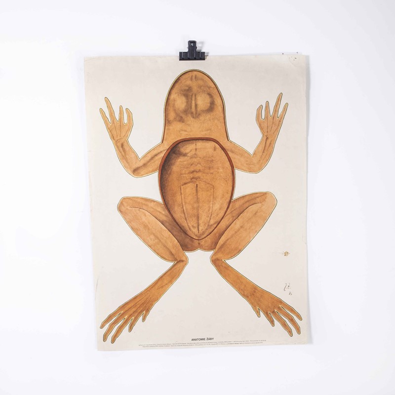 1970's Frog Educational Poster-merchant-found-173930777y-main-638061751271766172.jpg
