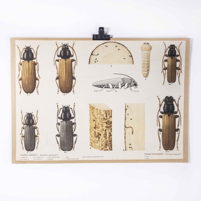 1960's Beetle Educational Poster-merchant-found-173931y-main-638061760730420554.jpg