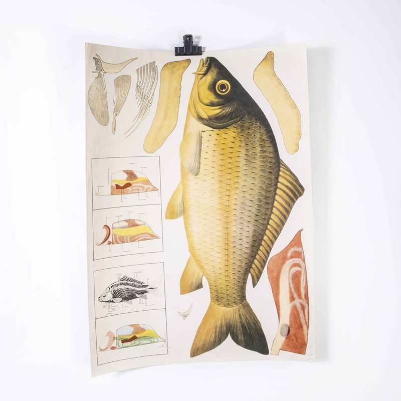 Early 20th Century Fish Educational Poster-merchant-found-173932y-main-638061761796931966.jpg