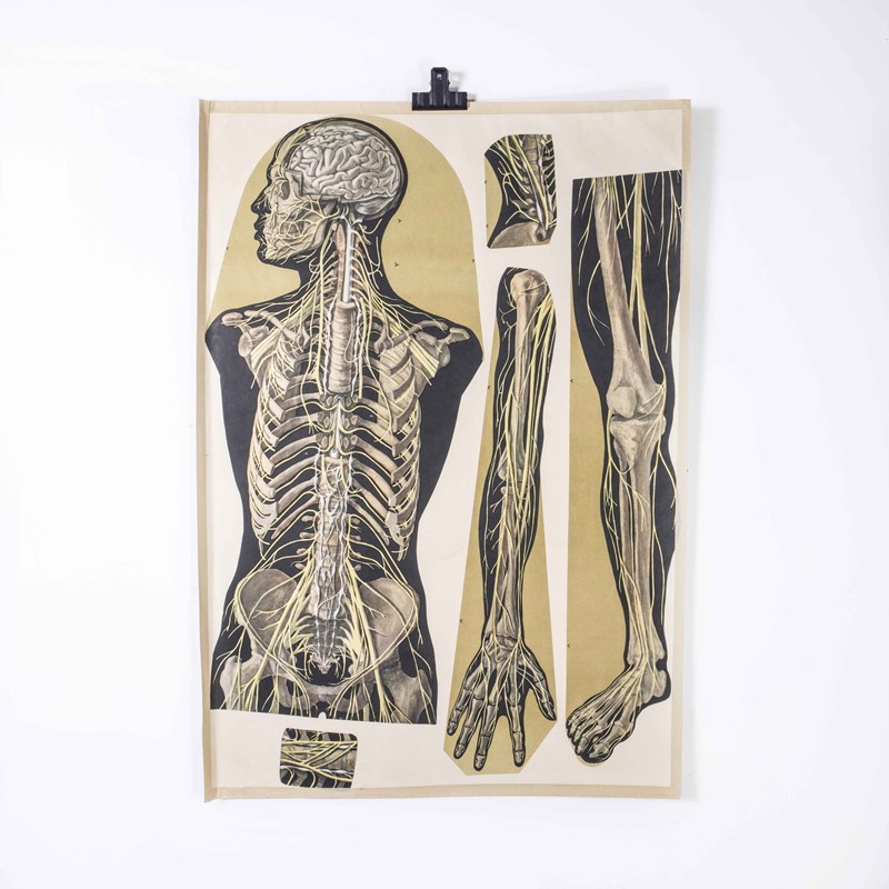 Early 20th Century Human Skeleton Educational Post-merchant-found-173942y-main-638061786815804582.jpg