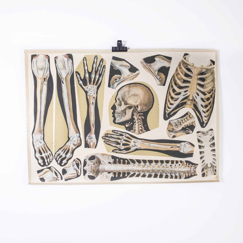 Early 20th Century Human Skeleton Parts Educationa-merchant-found-173943y-main-638061789755950115.jpg
