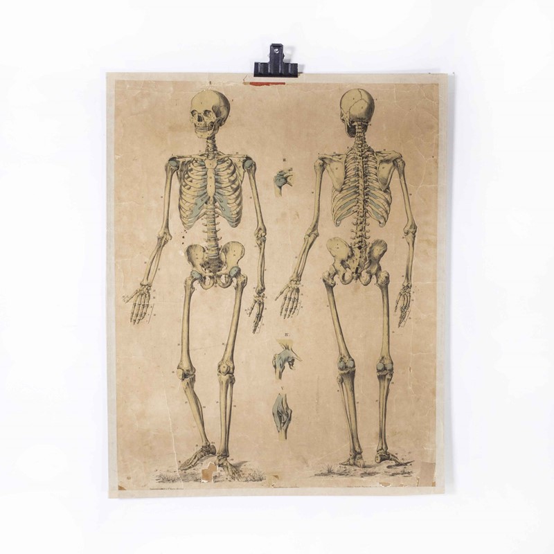 Early 20th Century Human Skeleton Front and Back E-merchant-found-173947y-main-638061795308926825.jpg