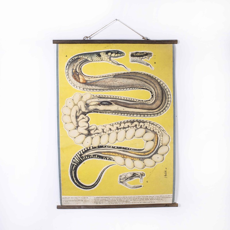 1960's Snake Educational Poster-merchant-found-17394y-main-638061779339227077.jpg
