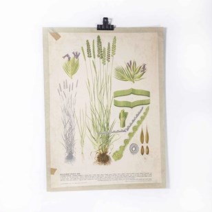1940'S Lavender Educational Poster