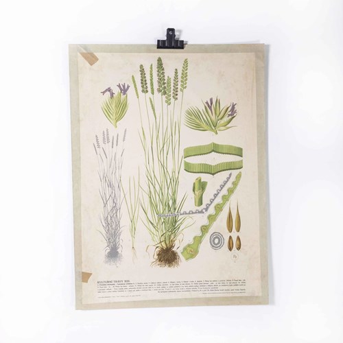 1940'S Lavender Educational Poster