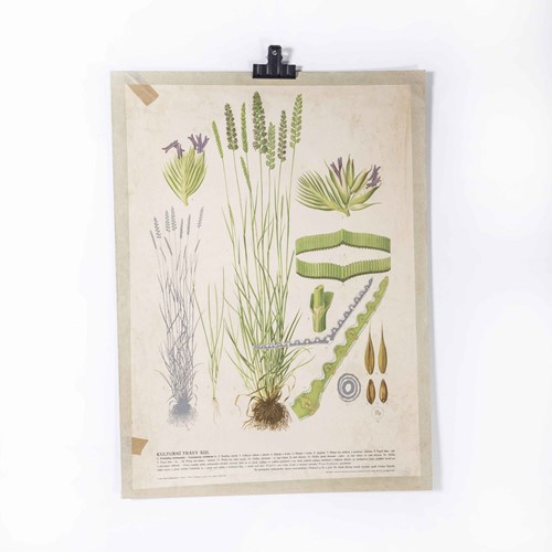 1940's Lavender Educational Poster