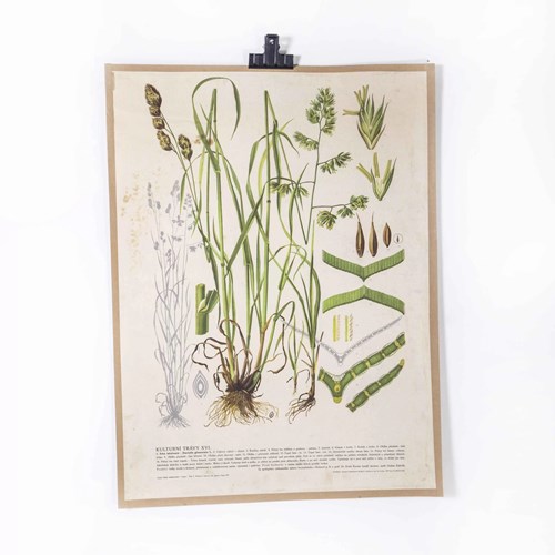 1940'S Plant Growth Educational Poster