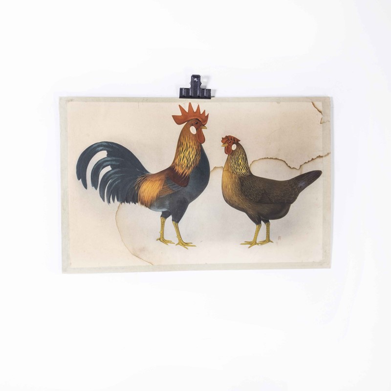 1950's Hen And Rooster Educational Poster-merchant-found-173964y-main-638061824038448723.jpg