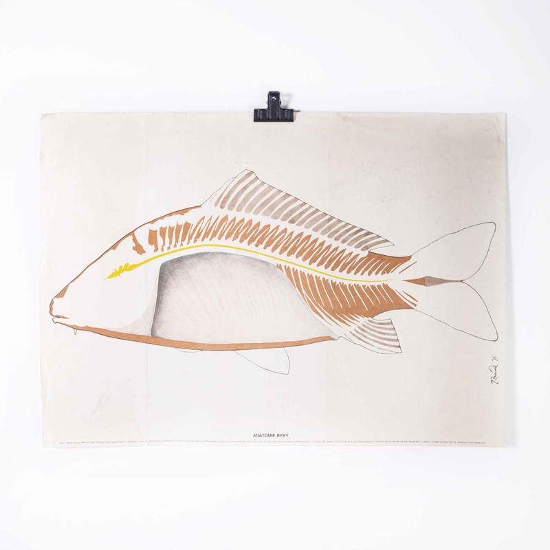 1970's Fish Outline Educational Poster-merchant-found-173966y-main-638061825768275263.jpg